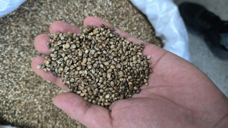 火麻仁带壳去壳纯白规格齐全量大从优欢迎咨询