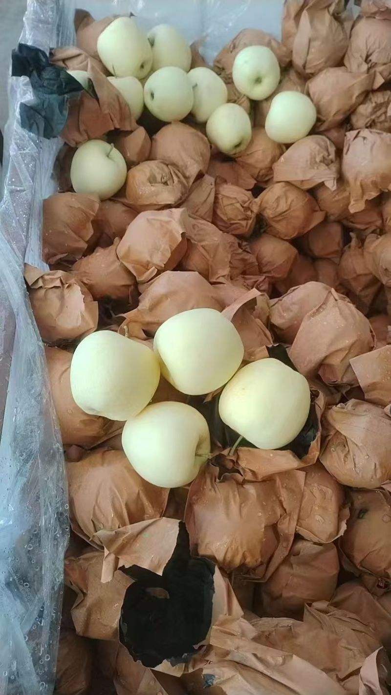 辽宁绥中黄元帅苹果，果个大，皮毛亮，果面白净货源充足，大