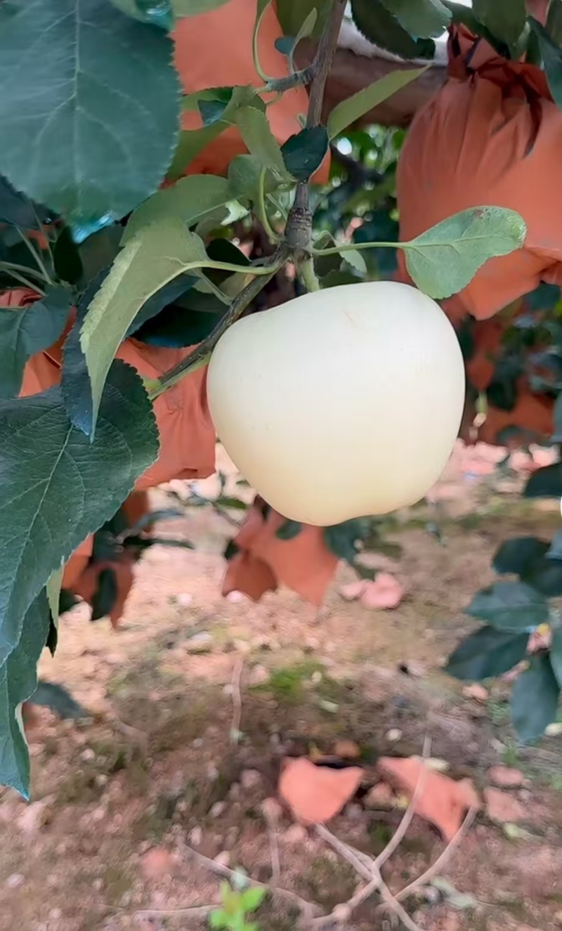 辽宁绥中黄元帅苹果，果个大，皮毛亮，果面白净货源充足，大