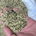 火麻仁带壳去壳纯白规格齐全量大从优欢迎咨询