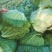 包菜墨玉平包菜平包扁包可视频看货欢迎来电采购