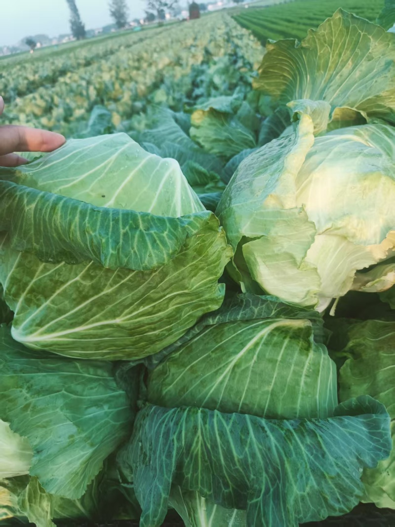 包菜墨玉平包菜平包扁包可视频看货欢迎来电采购