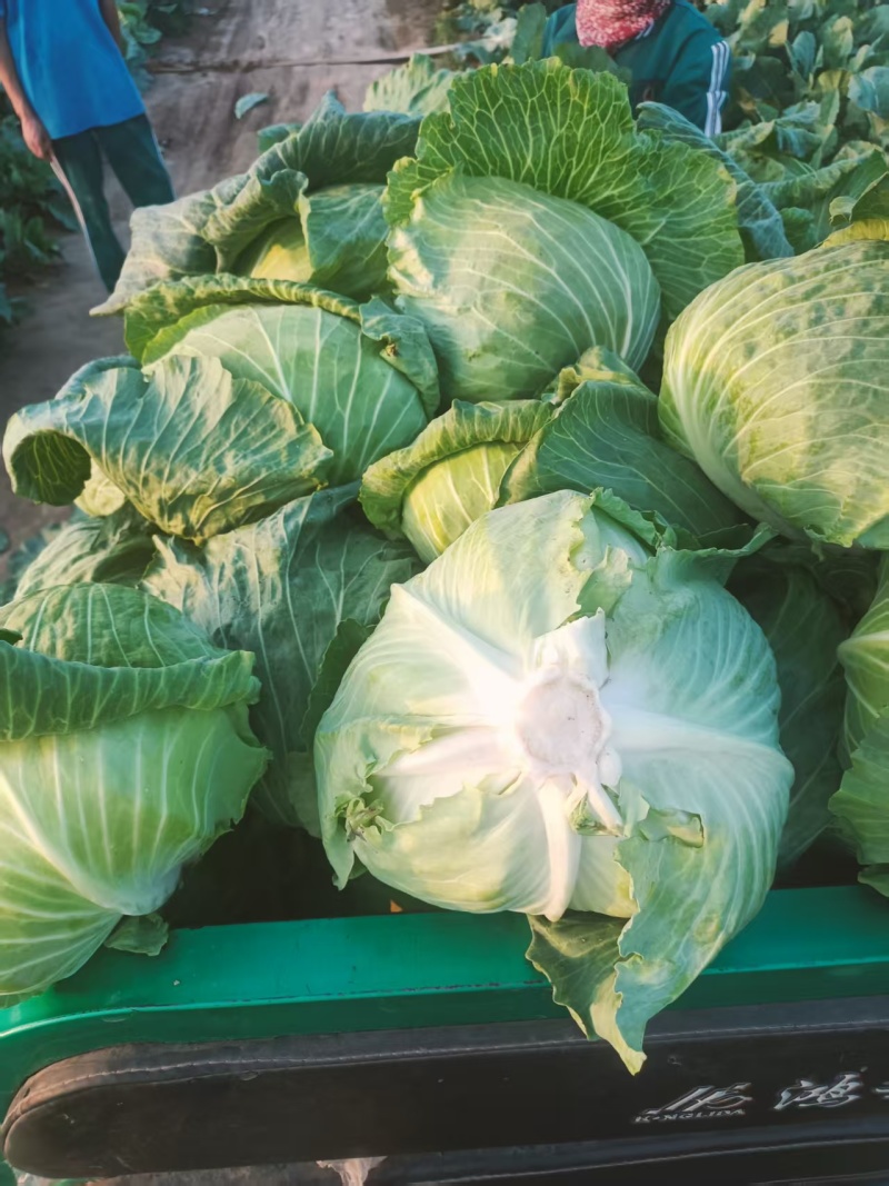 包菜墨玉平包菜平包扁包可视频看货欢迎来电采购