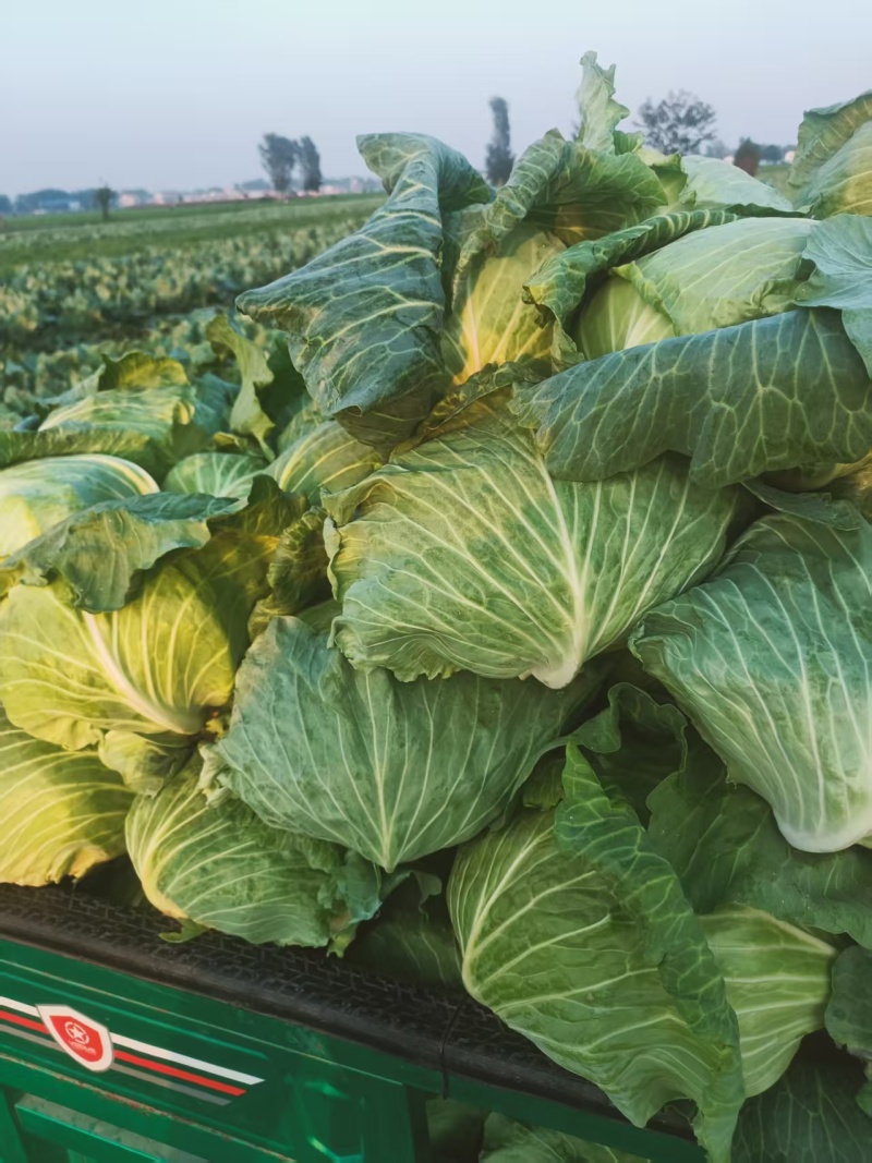 包菜墨玉平包菜平包扁包可视频看货欢迎来电采购