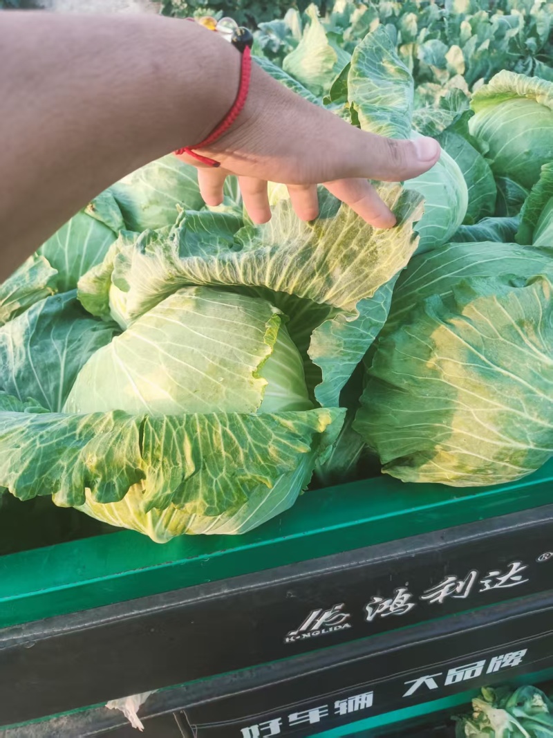 包菜墨玉平包菜平包扁包可视频看货欢迎来电采购