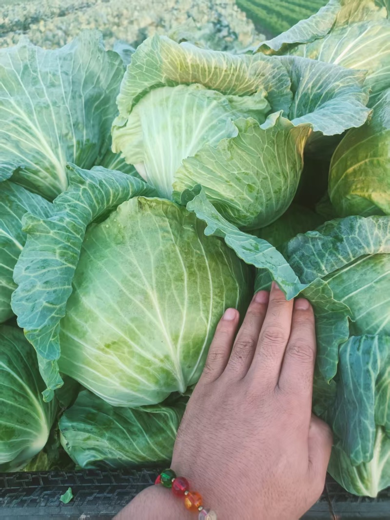 包菜墨玉平包菜平包扁包可视频看货欢迎来电采购