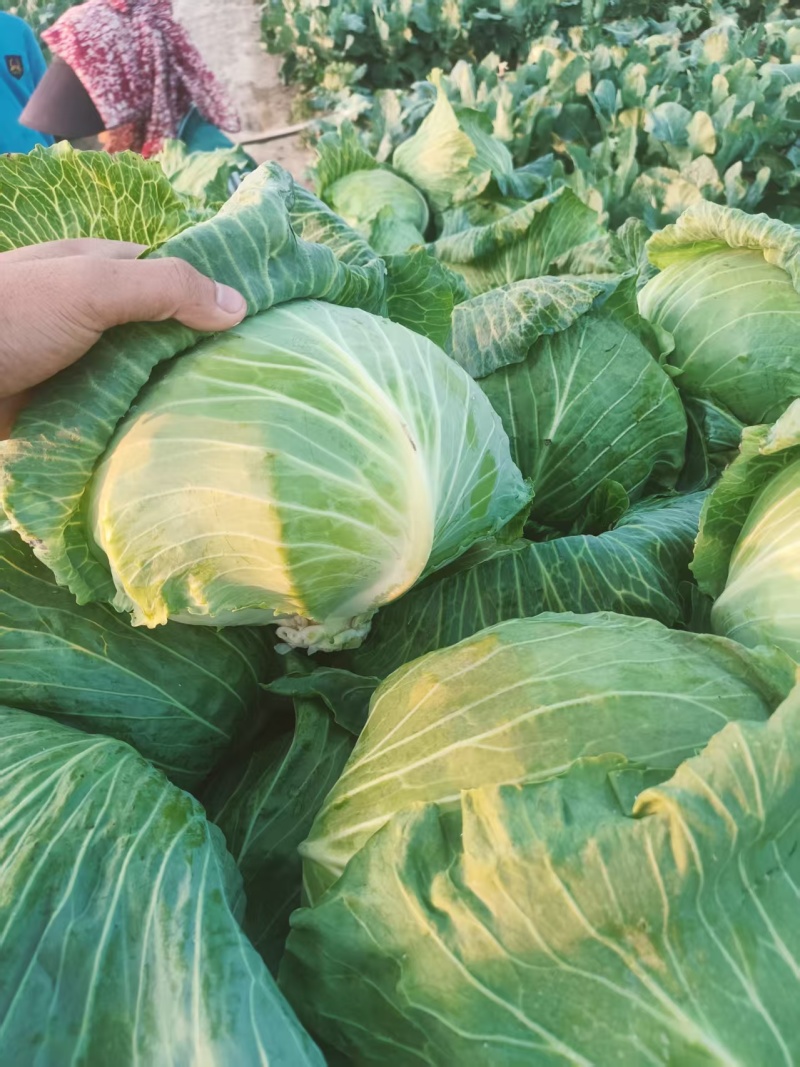 包菜墨玉平包菜平包扁包可视频看货欢迎来电采购