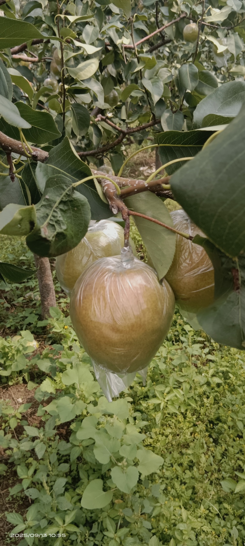 天津蓟县燕山山脉玉露香梨