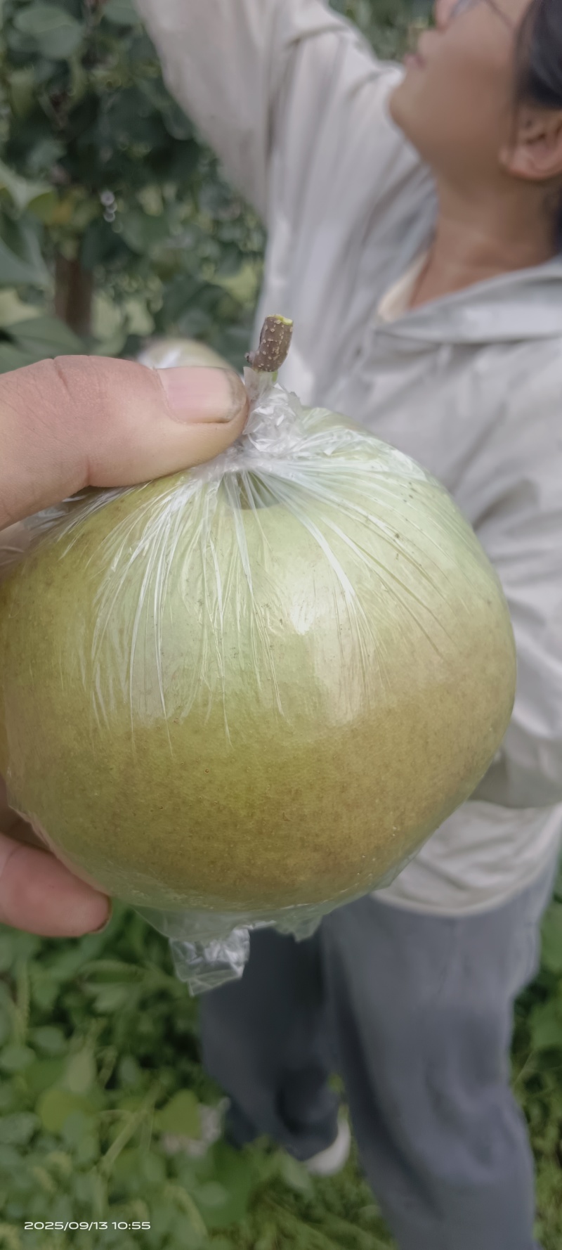 天津蓟县燕山山脉玉露香梨