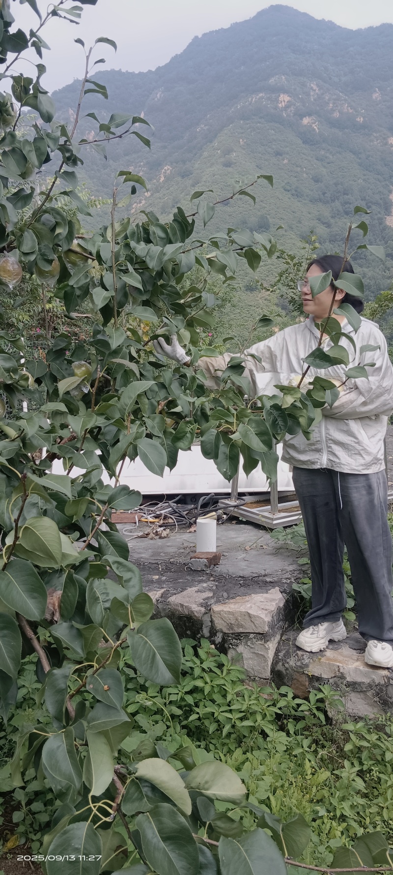 天津蓟县燕山山脉玉露香梨