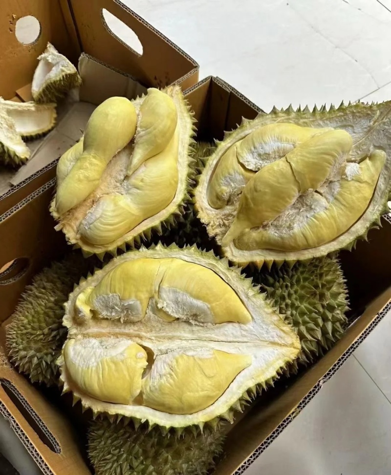 金枕榴莲批发价格
