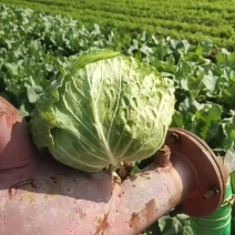精品甘蓝中甘甘蓝中甘圆包菜可视频看货欢迎来电采购