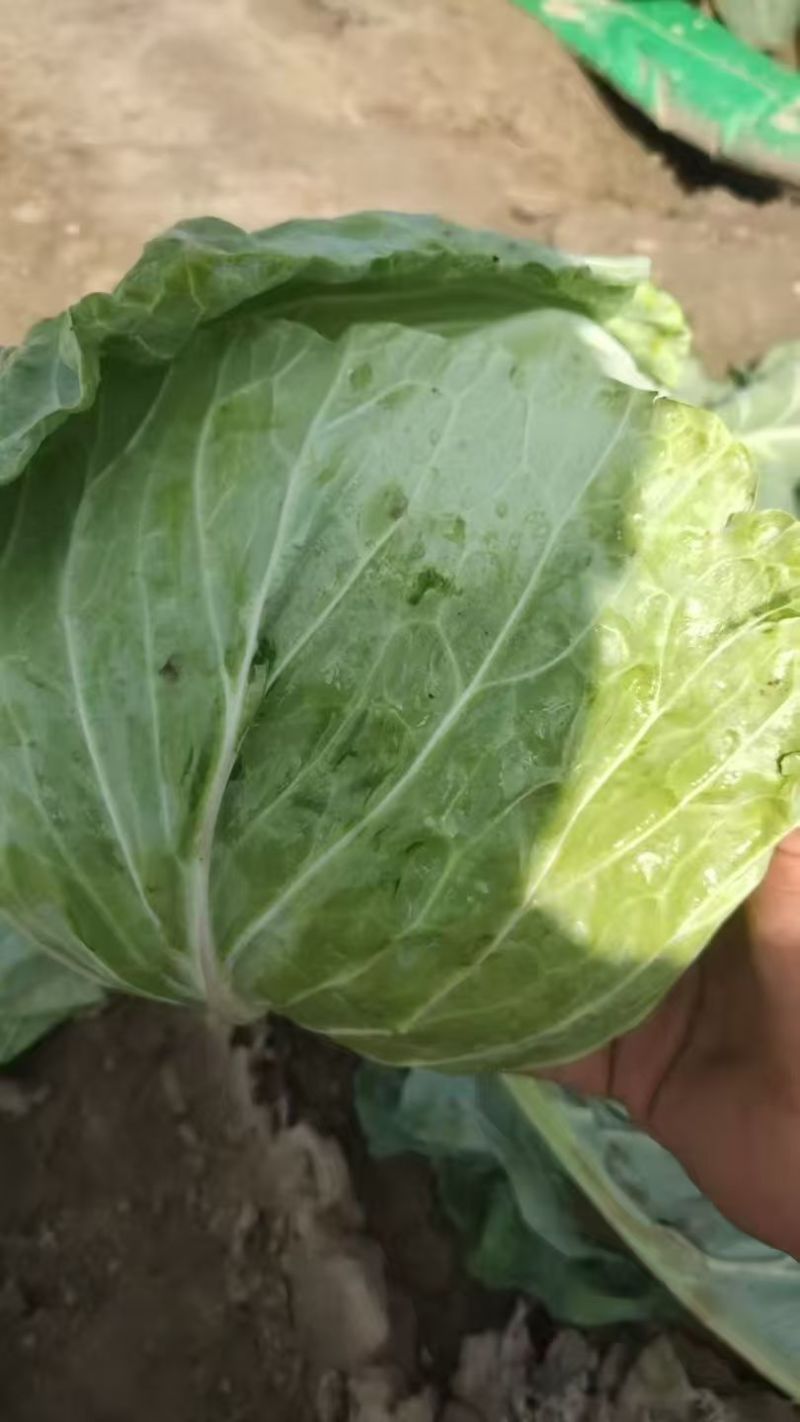 精品甘蓝中甘甘蓝中甘圆包菜可视频看货欢迎来电采购