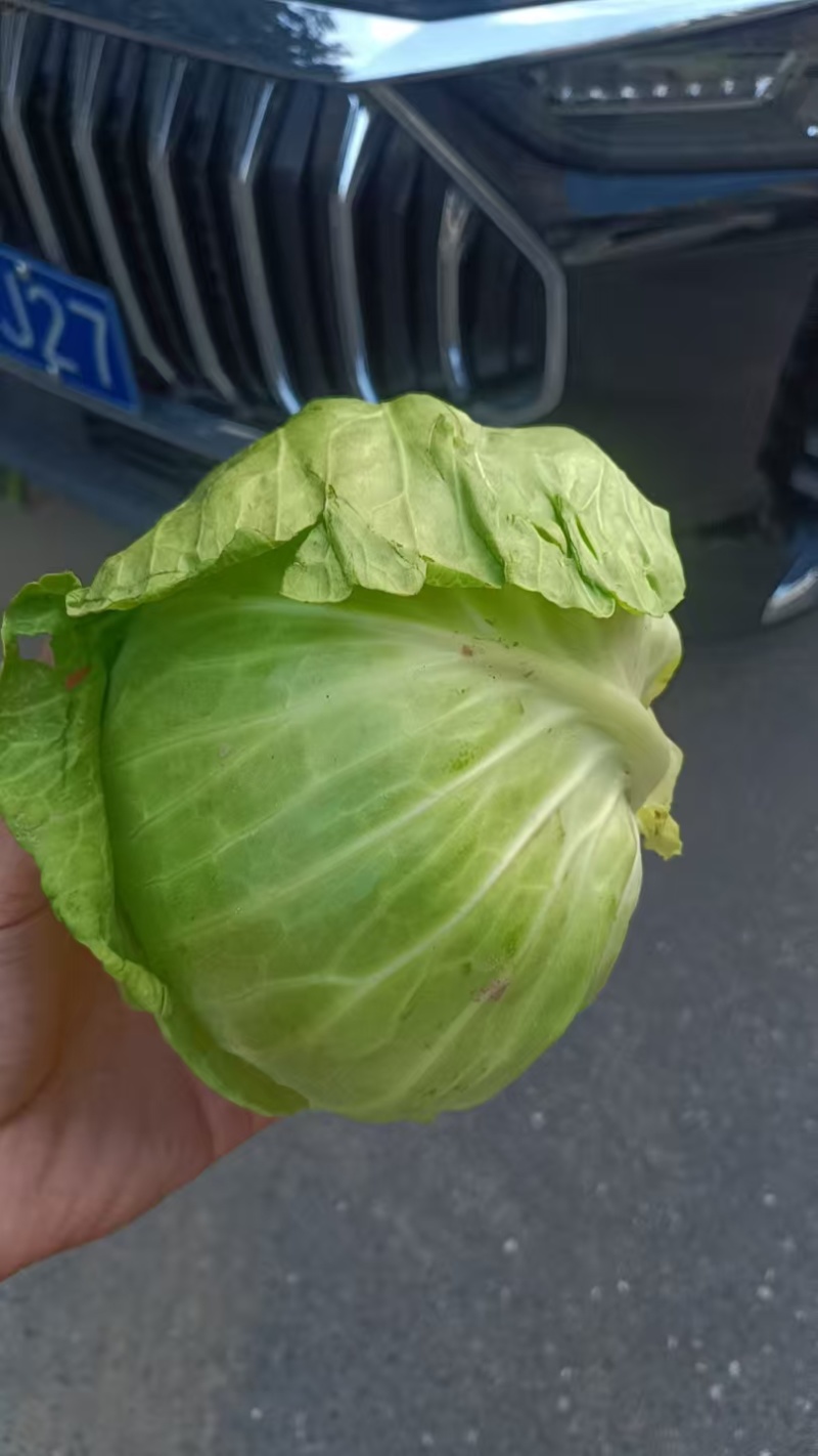 精品甘蓝中甘甘蓝中甘圆包菜可视频看货欢迎来电采购