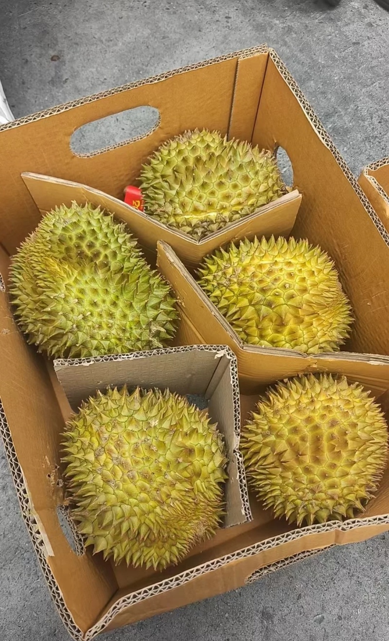 金枕榴莲批发价格