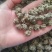 《猫爪草》水洗两边猫爪草实物拍摄货干无杂质批发价格