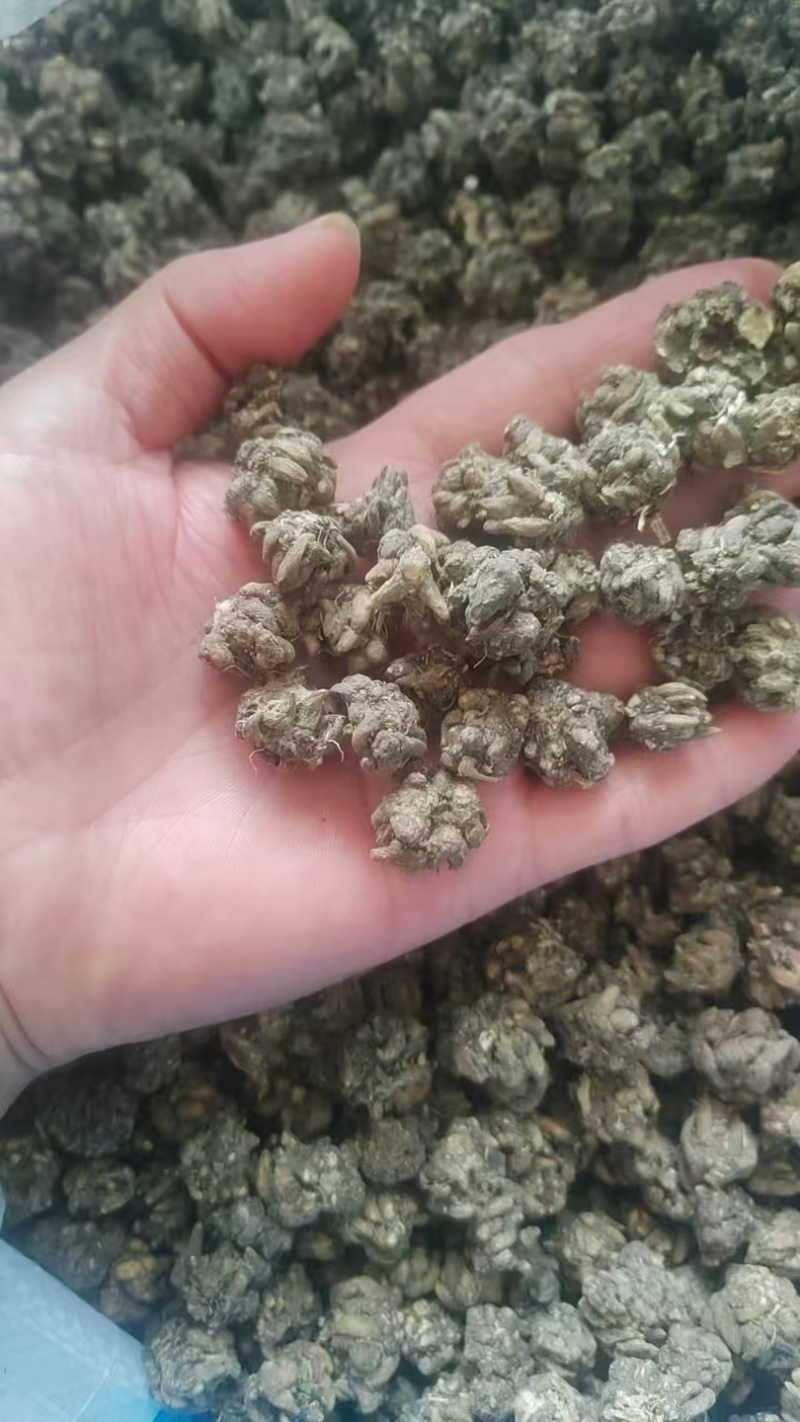 《猫爪草》水洗两边猫爪草实物拍摄货干无杂质批发价格