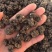 《猫爪草》水洗两边猫爪草实物拍摄货干无杂质批发价格