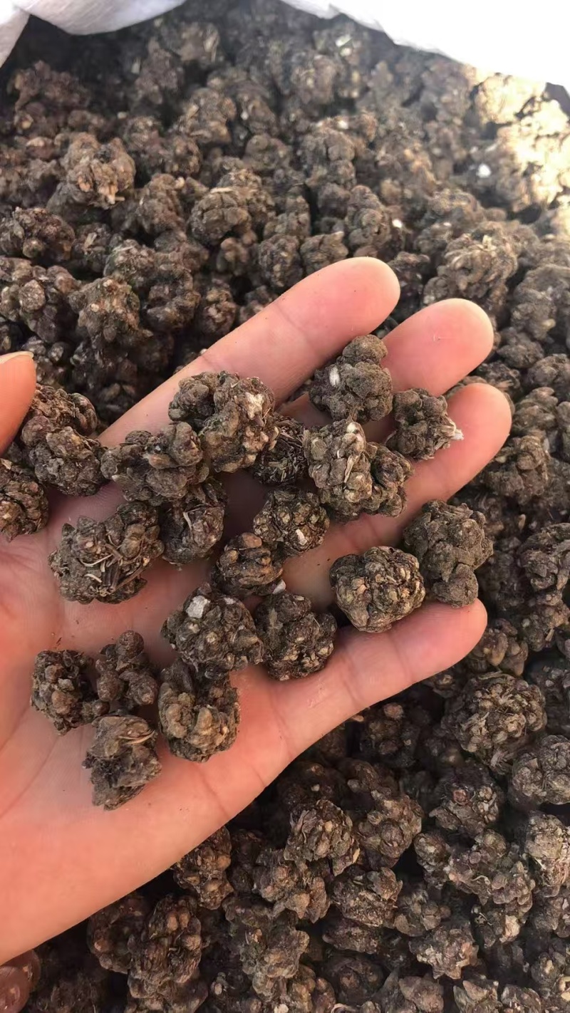 《猫爪草》水洗两边猫爪草实物拍摄货干无杂质批发价格