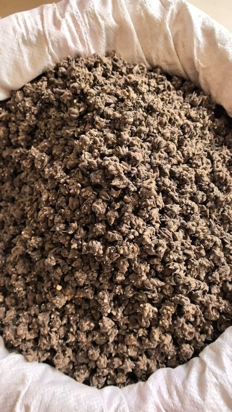 《猫爪草》水洗两边猫爪草实物拍摄货干无杂质批发价格