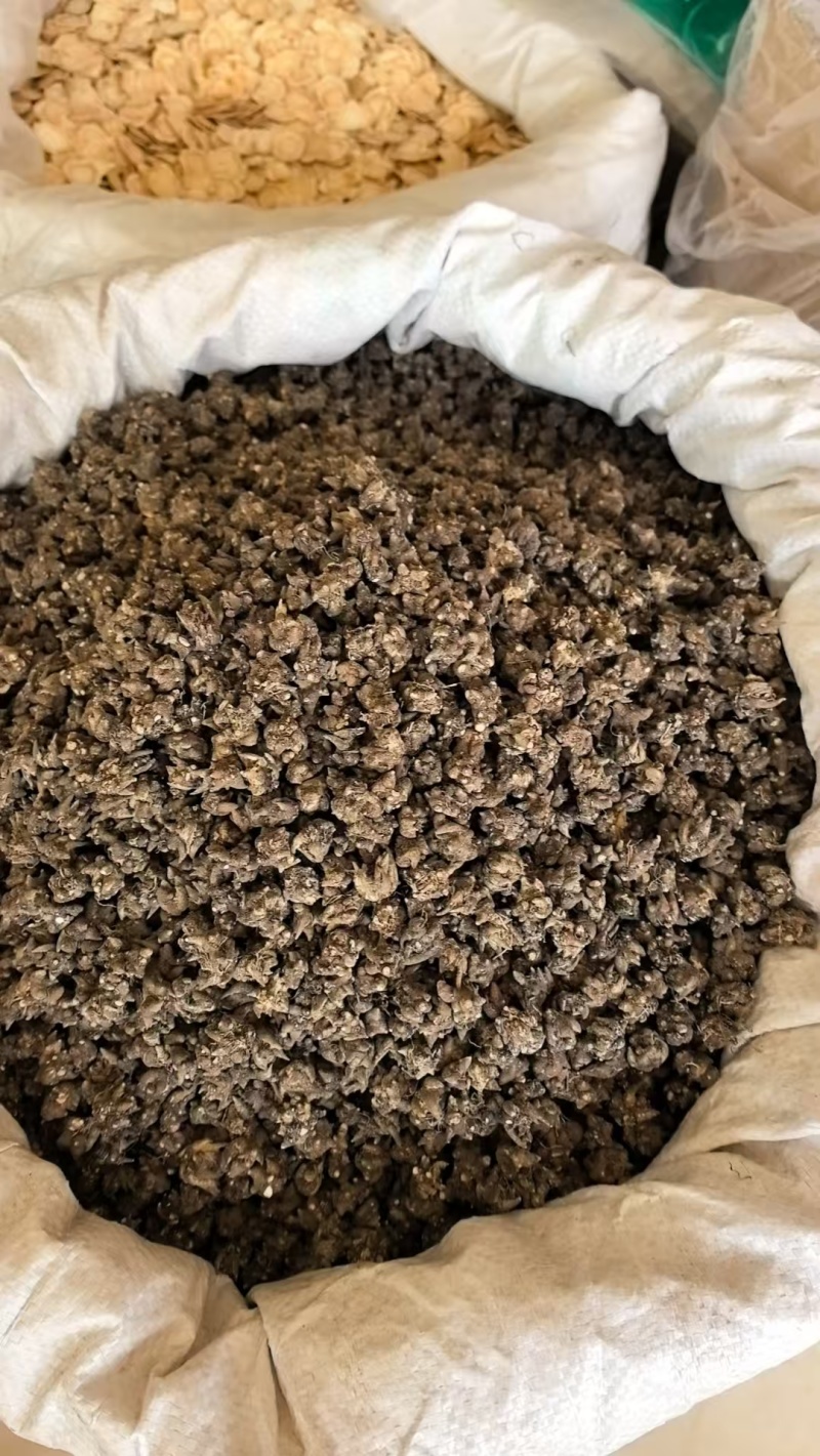 《猫爪草》水洗两边猫爪草实物拍摄货干无杂质批发价格