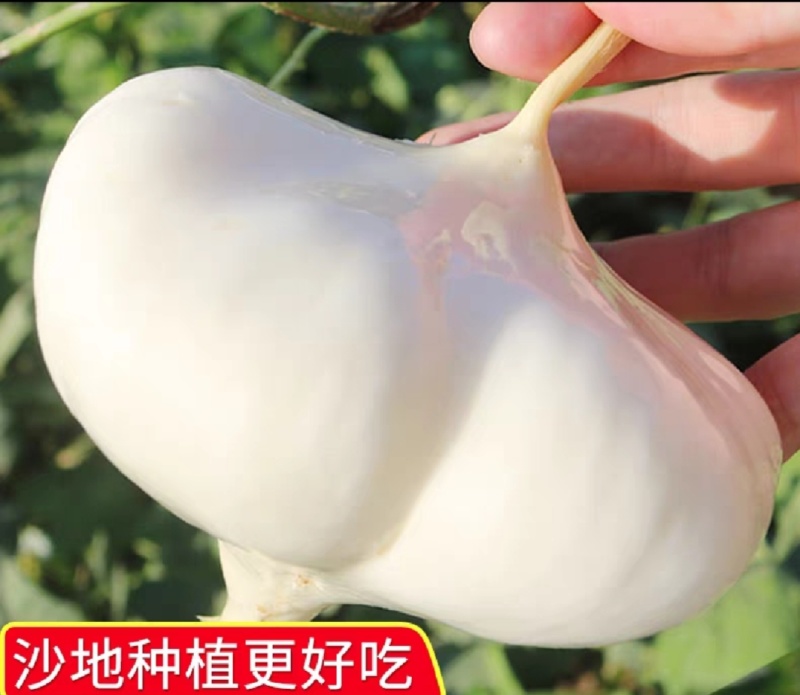 沙土凉薯地瓜