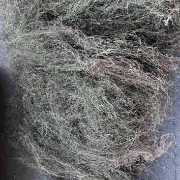 白花蛇舌草