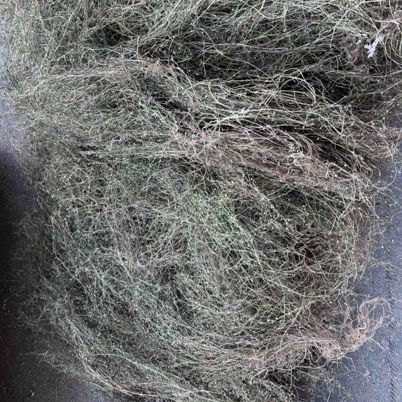 白花蛇舌草
