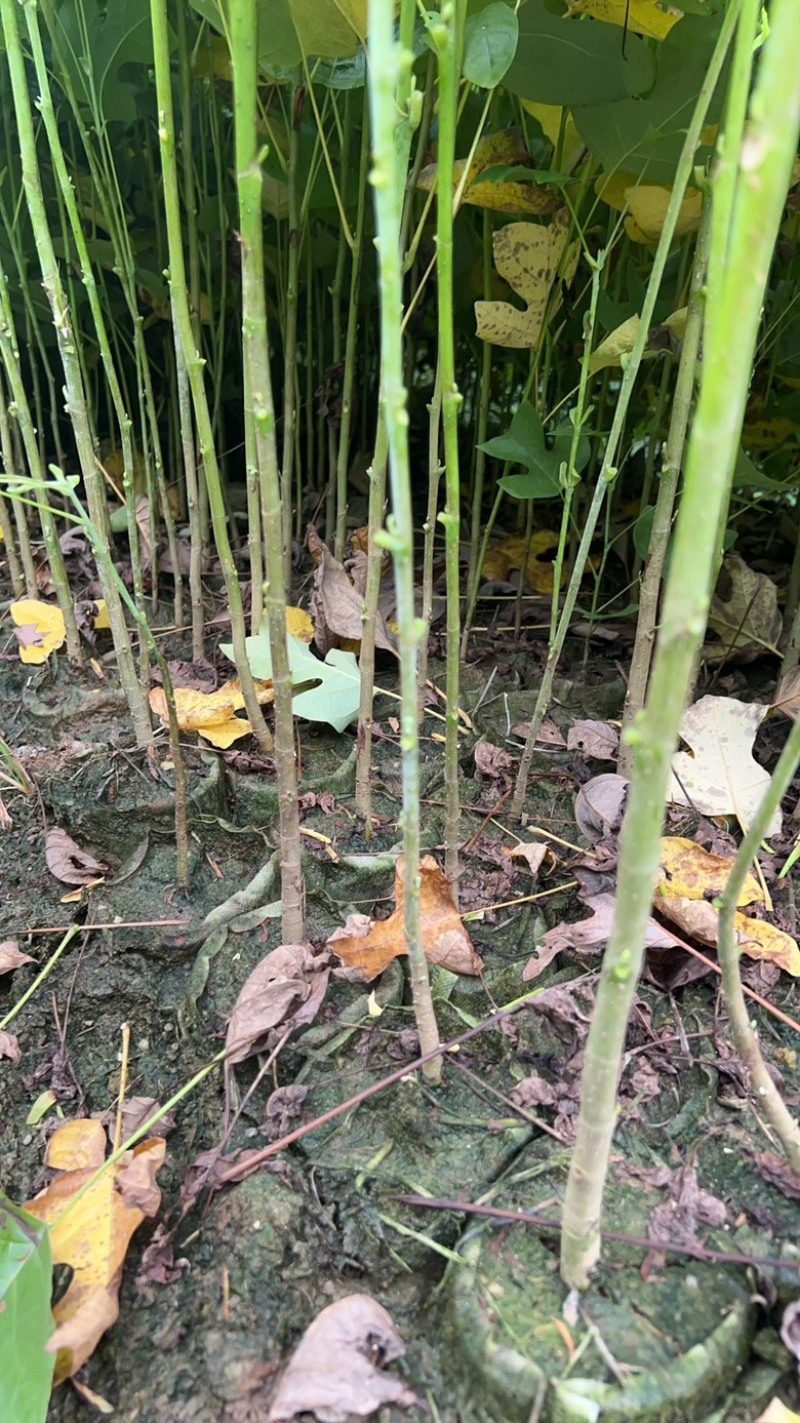 马褂木也叫鹅掌秋