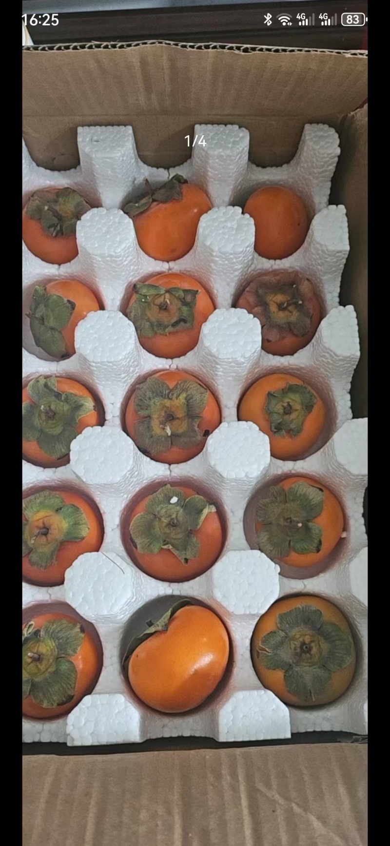 陕西七月黄八月黄火葫芦柿子