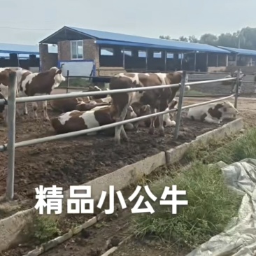 优质西门塔尔公母牛犊/公牛犊/母牛犊