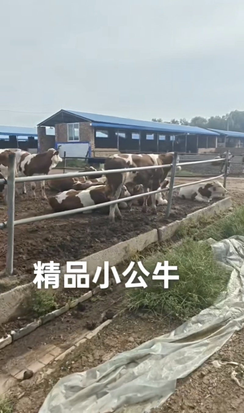 优质西门塔尔公母牛犊/公牛犊/母牛犊