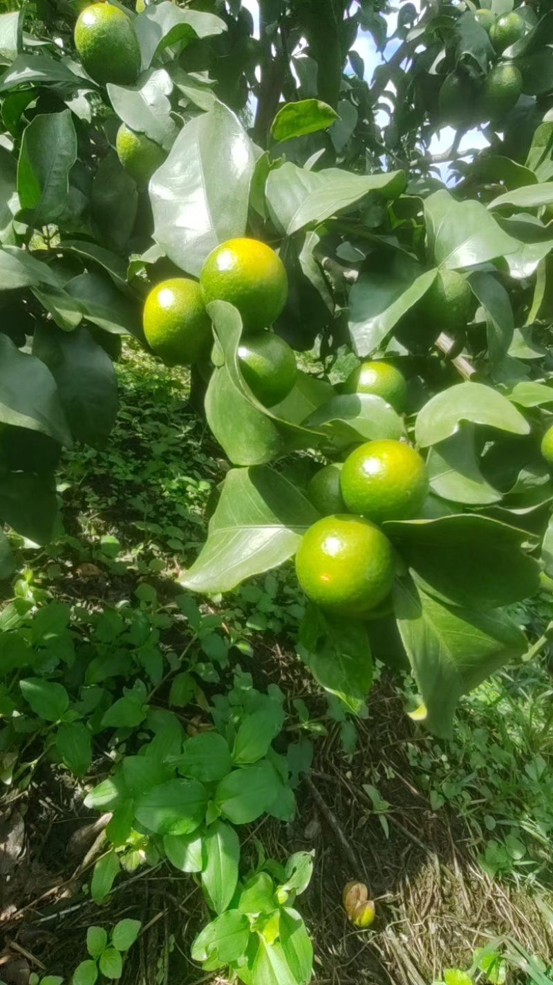 金秋砂糖橘
