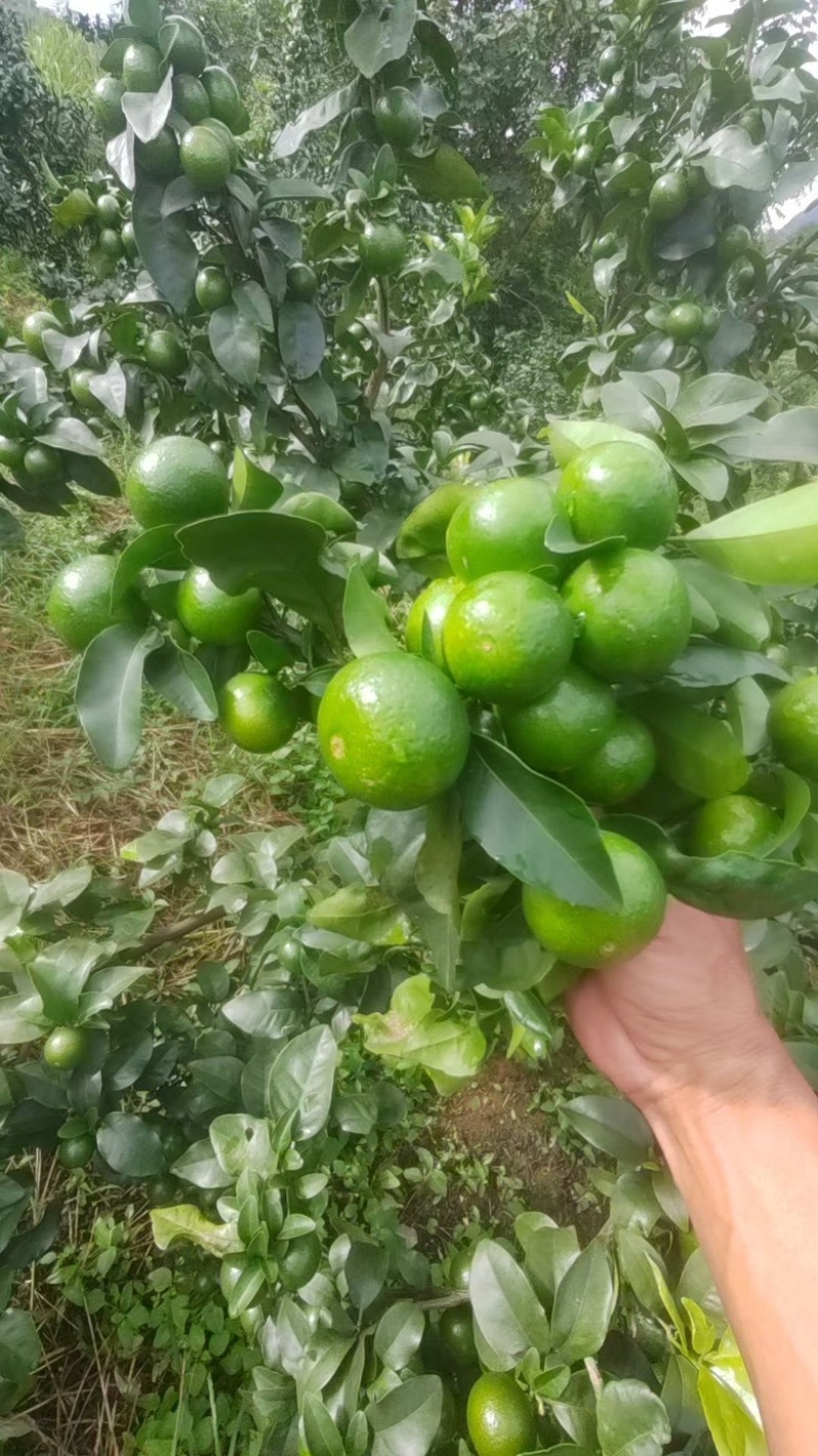 金秋砂糖橘