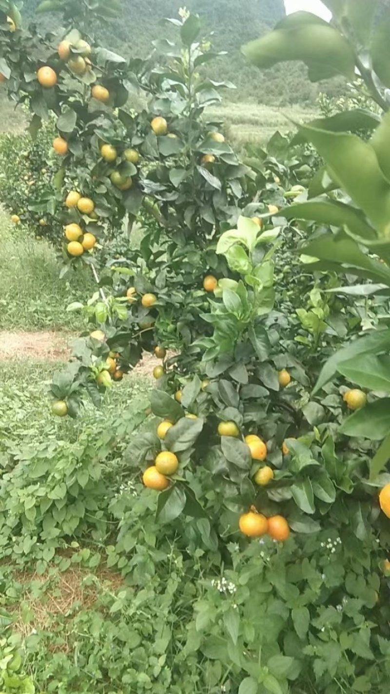 金秋砂糖橘