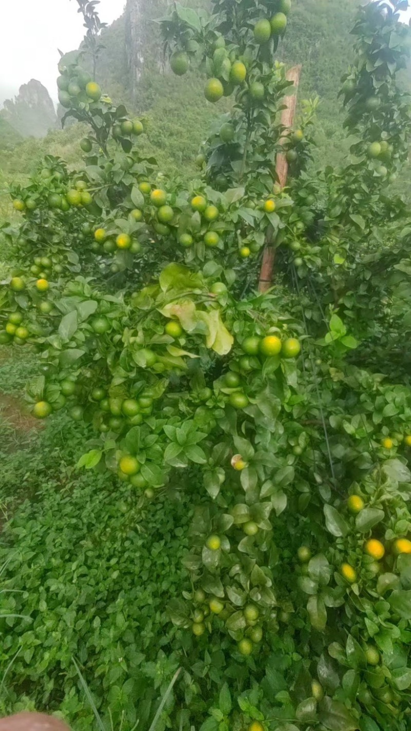 金秋砂糖橘