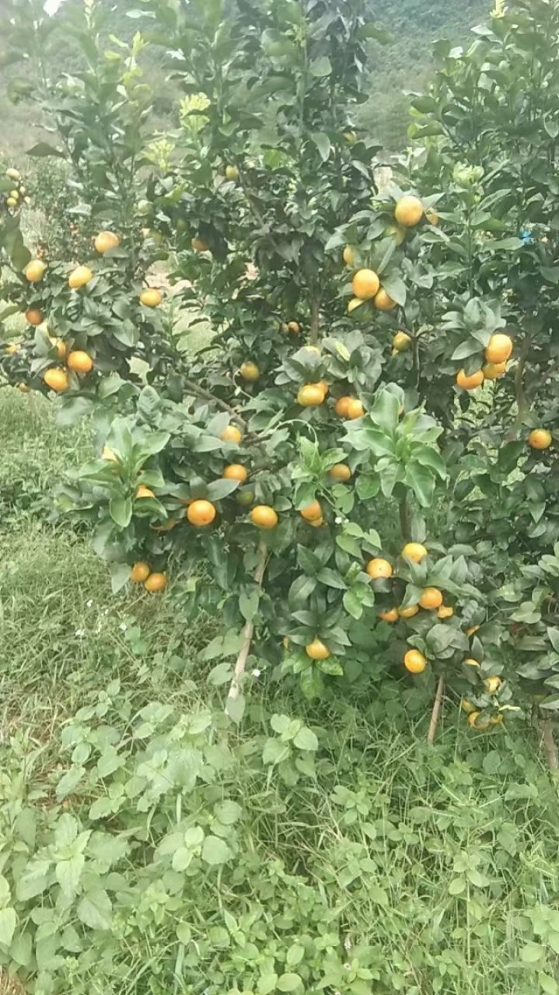 金秋砂糖橘
