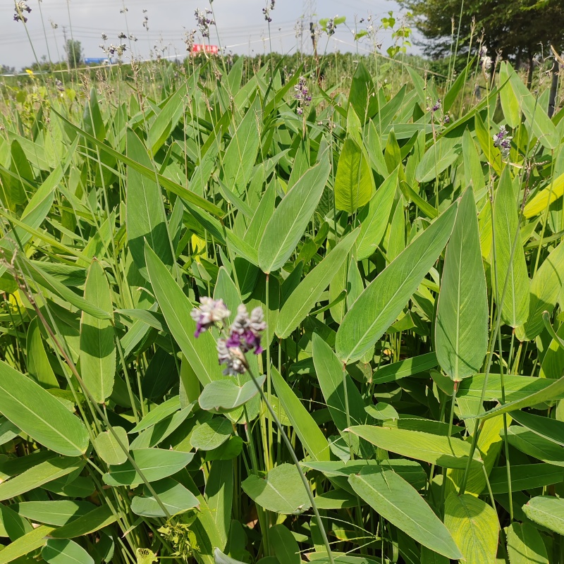 苗圃大量出售水生植物，再力花