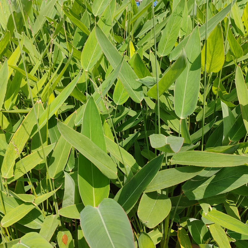 苗圃大量出售水生植物，再力花