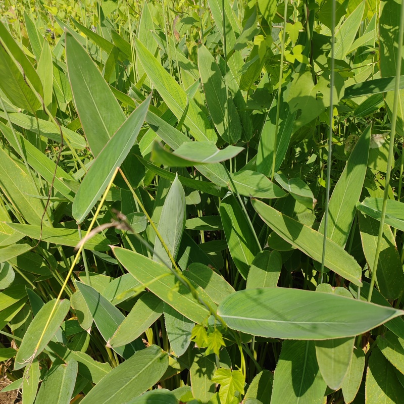 苗圃大量出售水生植物，再力花