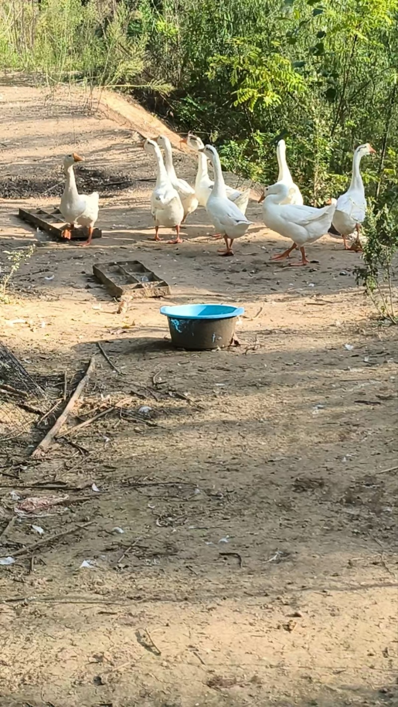 河南洛阳大鹅出售