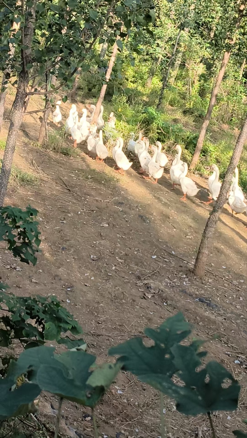 河南洛阳大鹅出售
