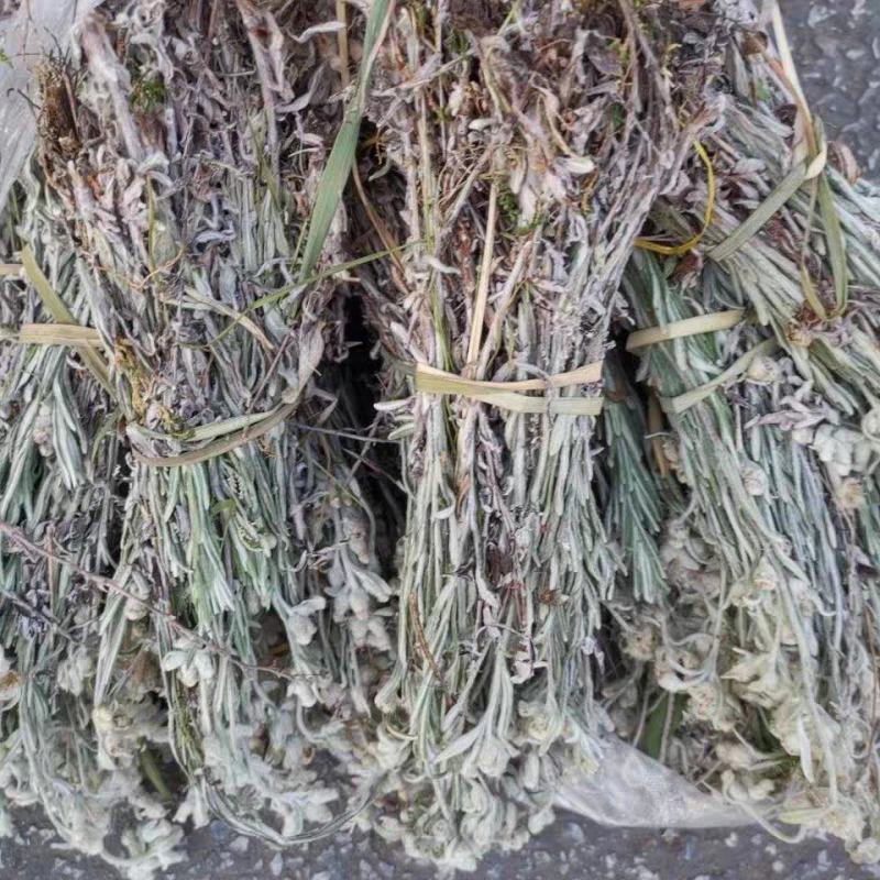 老头草整颗
