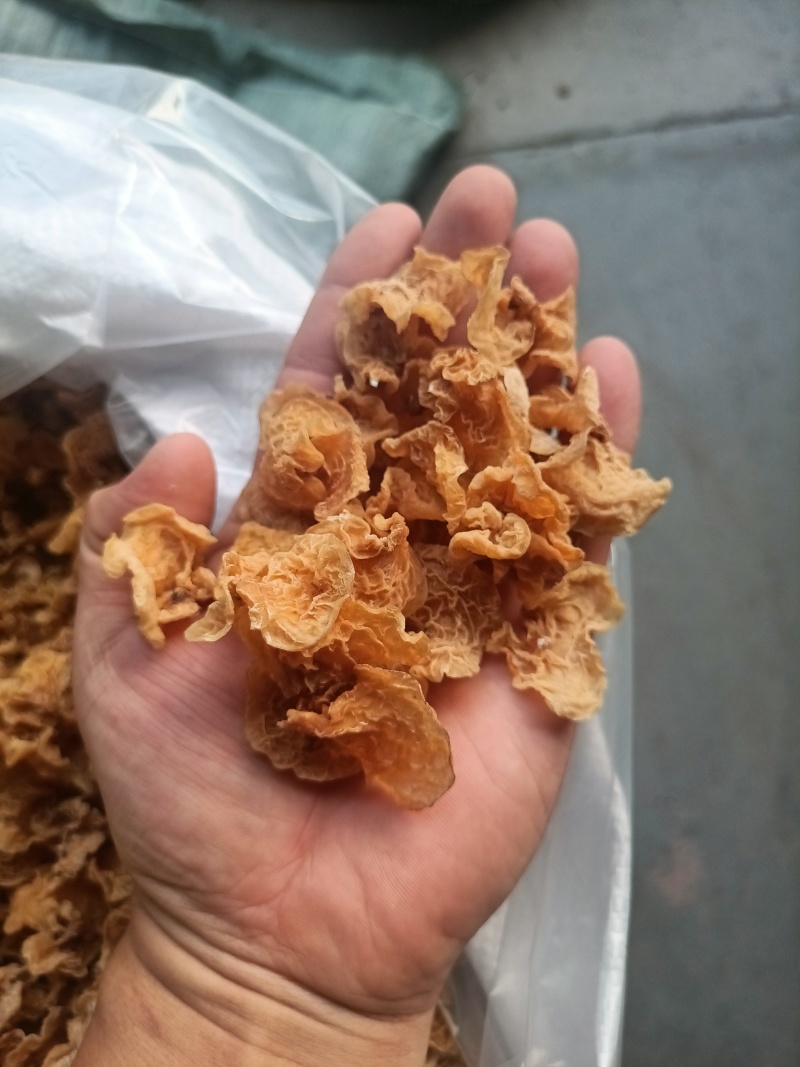 金黄色羊肚耳足干好货羊肚耳鹿肚耳批发零售羊肚耳种植基地直
