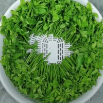 树仔菜