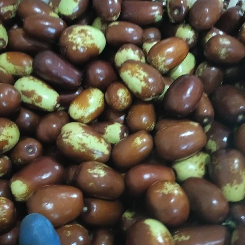 壶瓶枣