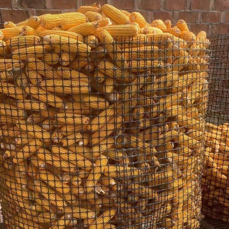 加厚玉米网圈地围栏网拦鸡网鱼塘防护网大棚防兜水网