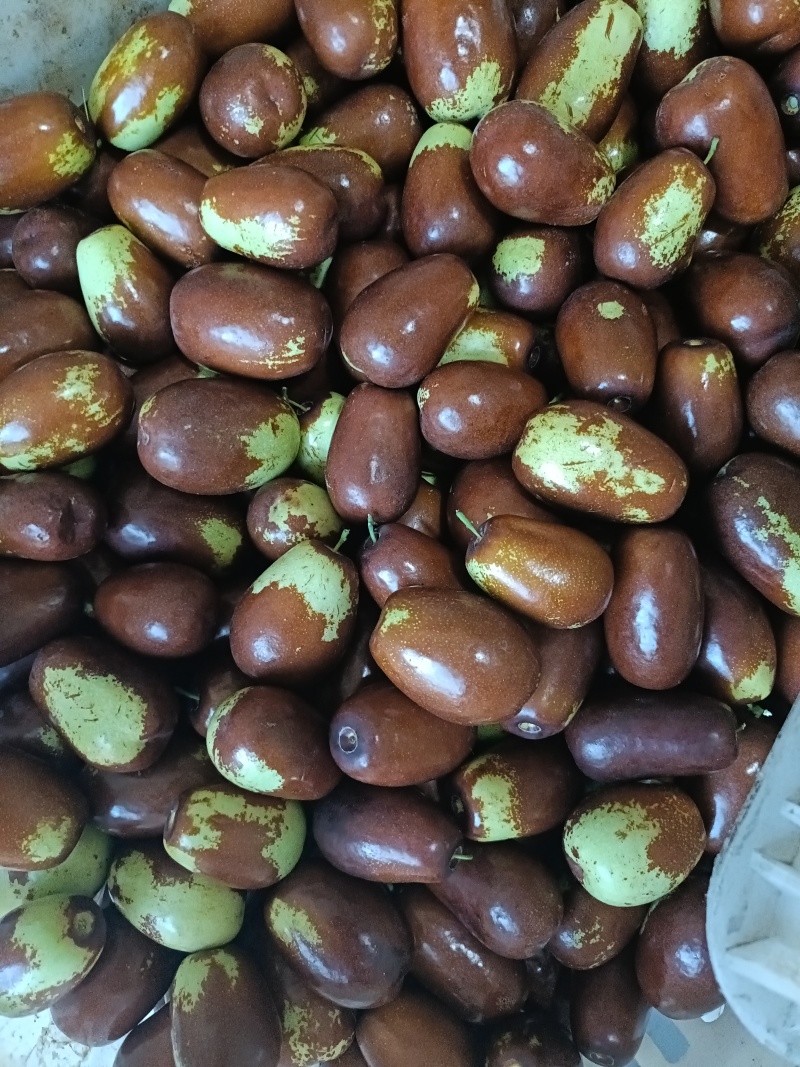壶瓶枣