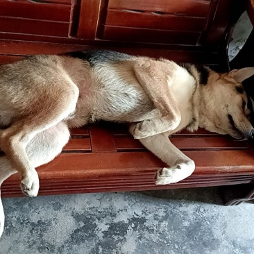 懂人话的狗狗