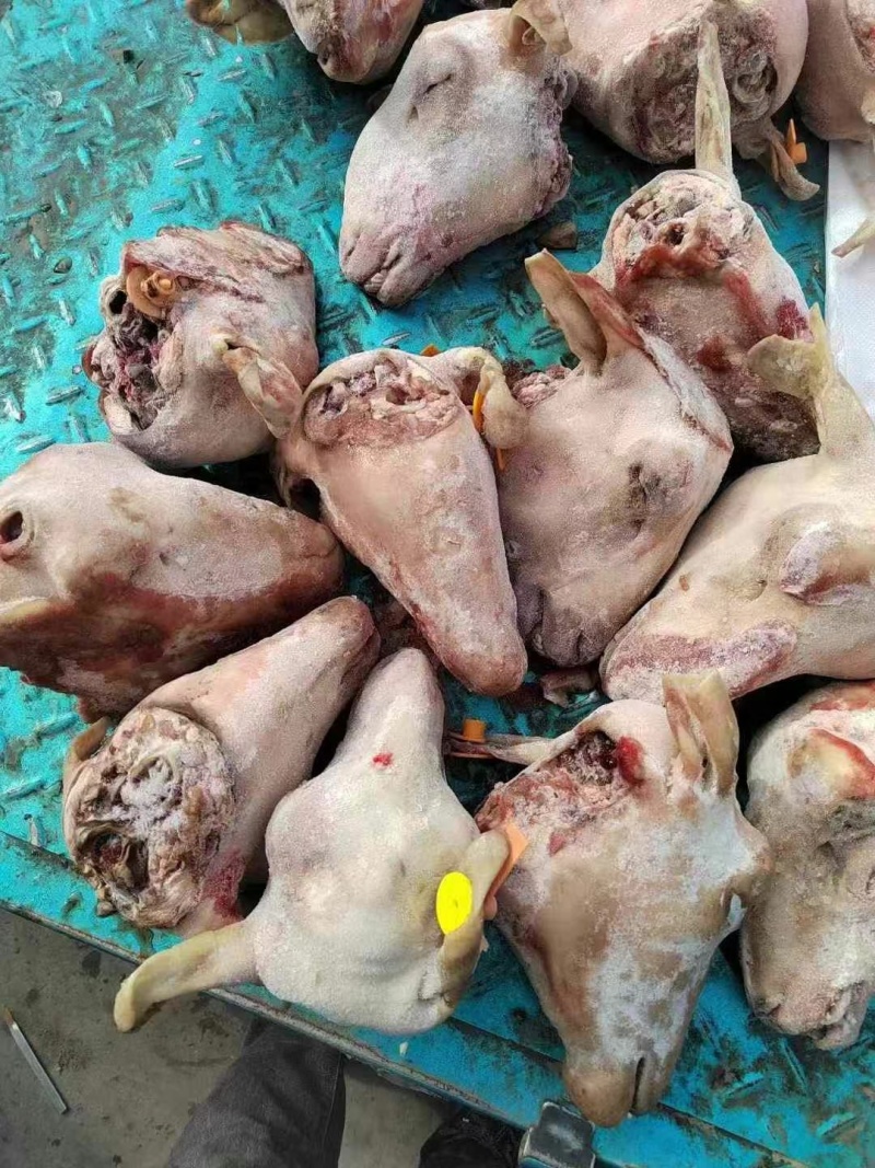 羊头育肥货真好